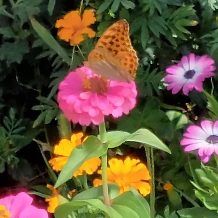 Myzyri Campeggio Zhaban